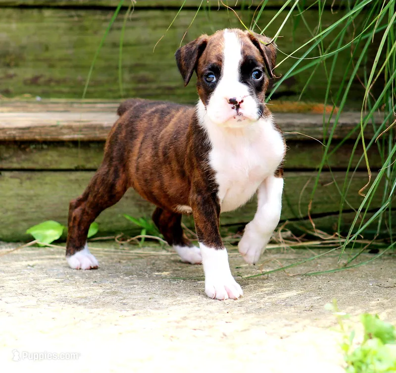 Tiona – Boxer puppy for sale in Shippensburg, PA