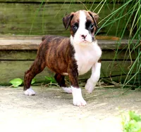 Tiona, a female Boxer for sale in Shippensburg, PA – 1 of 7