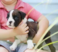 Jade, a male Boxer for sale in Shippensburg, PA – 6 of 6