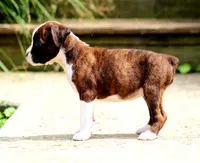 Tiona, a female Boxer for sale in Shippensburg, PA – 4 of 7
