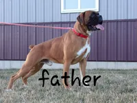 Snuffles, a male Boxer for sale in Shippensburg, PA – Photo 9 of 9