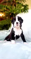 Snuffles, a male Boxer for sale in Shippensburg, PA – Photo 7 of 9