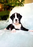 Snuffles, a male Boxer for sale in Shippensburg, PA – Photo 3 of 9