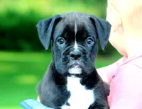Beauty, a female Boxer for sale in Shippensburg, PA – 2 of 6