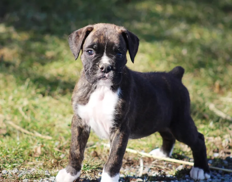 Bruno – Boxer puppy for sale in Shippensburg, PA