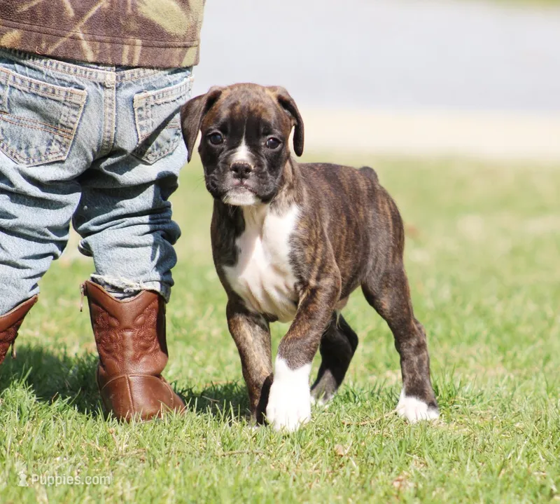 Bruno – Boxer puppy for sale in Shippensburg, PA