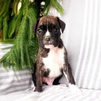 Bruno, a male Boxer for sale in Shippensburg, PA – Photo 1 of 5