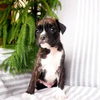 Bruno, a male Boxer for sale in Shippensburg, PA – Photo 4 of 5