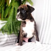 Bruno, a male Boxer for sale in Shippensburg, PA – Photo 3 of 5