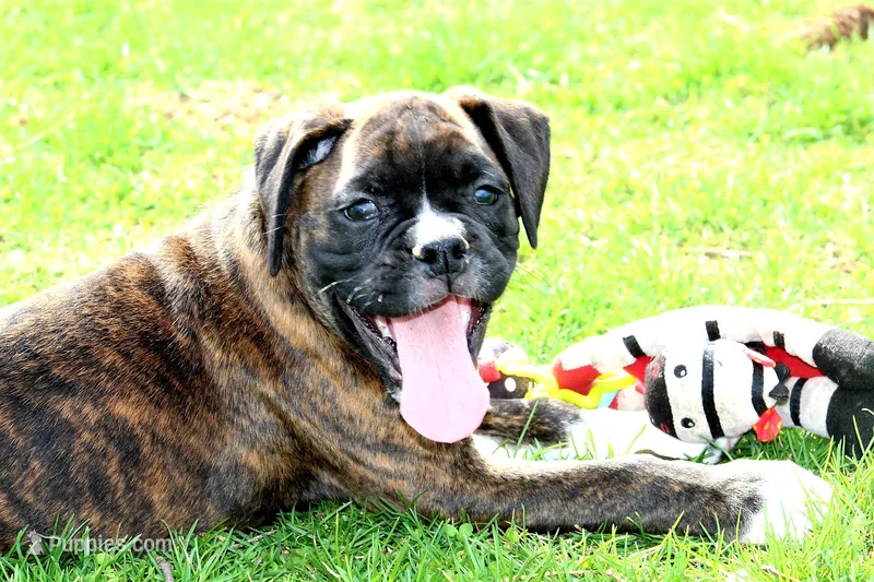Bruno – Boxer puppy for sale in Shippensburg, PA
