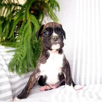 Bruno, a male Boxer for sale in Shippensburg, PA – Photo 2 of 5