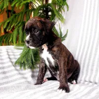 Bruno, a male Boxer for sale in Shippensburg, PA – Photo 5 of 5