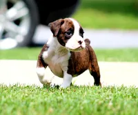 Tiona, a female Boxer for sale in Shippensburg, PA – 2 of 7