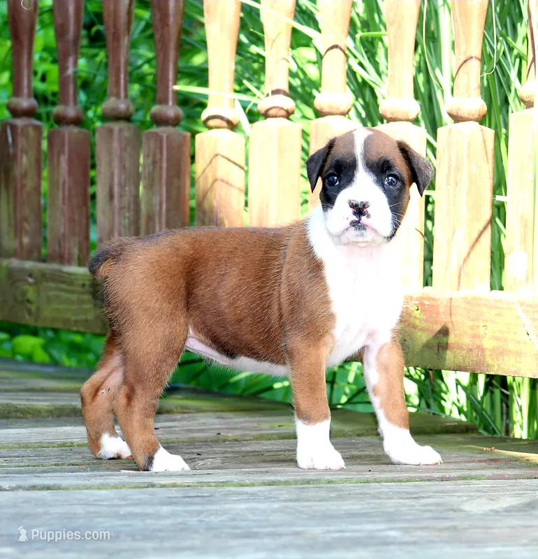 Manda – Boxer puppy for sale in Shippensburg, PA