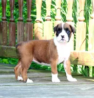 Manda, a female Boxer for sale in Shippensburg, PA – 1 of 1