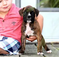 Atlas, a male Boxer for sale in Shippensburg, PA – 5 of 9