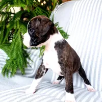 Linzie, a female Boxer for sale in Shippensburg, PA – Photo 5 of 5