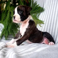 Linzie, a female Boxer for sale in Shippensburg, PA – Photo 4 of 5