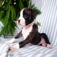 Linzie, a female Boxer for sale in Shippensburg, PA – Photo 2 of 5