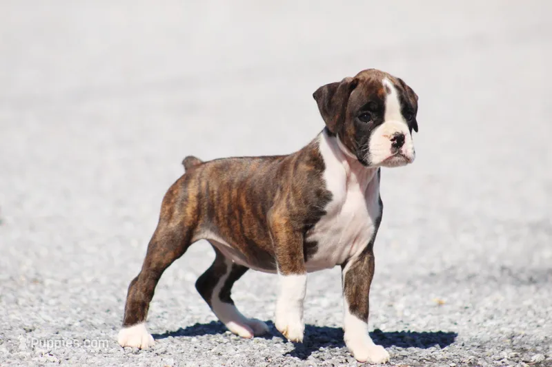 Linzie – Boxer puppy for sale in Shippensburg, PA
