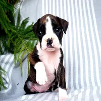 Linzie, a female Boxer for sale in Shippensburg, PA – Photo 1 of 5
