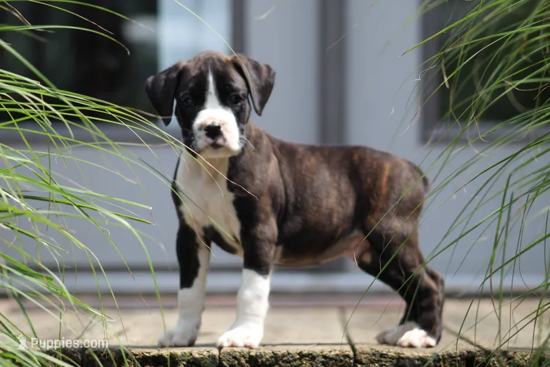 Kaden – Boxer puppy for sale in Shippensburg, PA