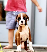 Emerson , a male Boxer for sale in Shippensburg, PA – 5 of 8