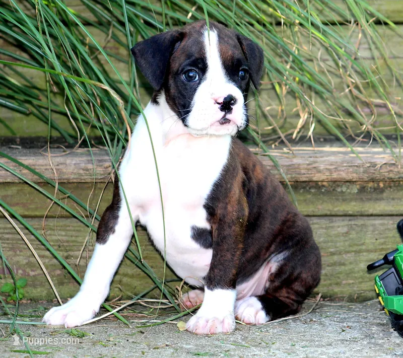 Jade – Boxer puppy for sale in Shippensburg, PA