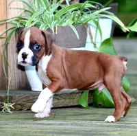 Emerson , a male Boxer for sale in Shippensburg, PA – 4 of 8