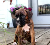 Atlas, a male Boxer for sale in Shippensburg, PA – 3 of 9