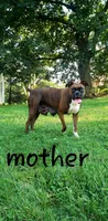 Bailey, a female Boxer for sale in Shippensburg, PA – Photo 7 of 8