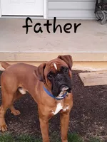 Bailey, a female Boxer for sale in Shippensburg, PA – Photo 8 of 8