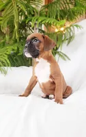 Bailey, a female Boxer for sale in Shippensburg, PA – Photo 1 of 8