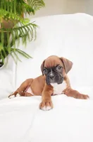 Bailey, a female Boxer for sale in Shippensburg, PA – Photo 3 of 8