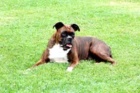 Cora, a female Boxer for sale in Shippensburg, PA – 6 of 6