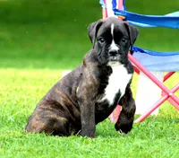 Honey, a female Boxer for sale in Shippensburg, PA – 3 of 7