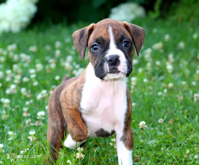Cash – Boxer puppy for sale in Shippensburg, PA