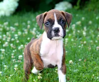 Cash, a male Boxer for sale in Shippensburg, PA – 1 of 8