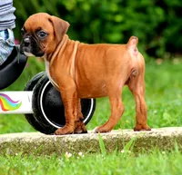 Carley, a female Boxer for sale in Shippensburg, PA – 2 of 8
