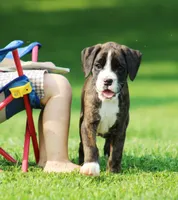 Frisco , a female Boxer for sale in Shippensburg, PA – 2 of 6