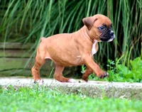 Carley, a female Boxer for sale in Shippensburg, PA – 6 of 8