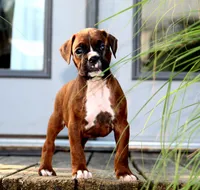 Brady, a male Boxer for sale in Shippensburg, PA – 4 of 6
