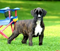 Honey, a female Boxer for sale in Shippensburg, PA – 1 of 7
