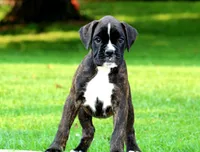 Honey, a female Boxer for sale in Shippensburg, PA – 2 of 7