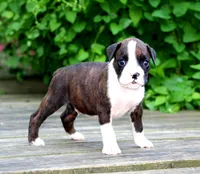Jade, a male Boxer for sale in Shippensburg, PA – 2 of 6
