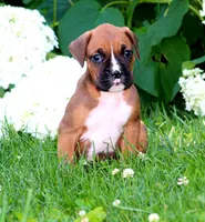 Dexter , a male Boxer for sale in Shippensburg, PA – 5 of 6