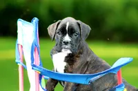 Honey, a female Boxer for sale in Shippensburg, PA – 4 of 7