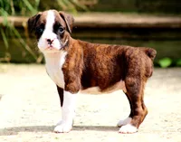 Tiona, a female Boxer for sale in Shippensburg, PA – 3 of 7