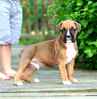 Dexter , a male Boxer for sale in Shippensburg, PA – 1 of 6
