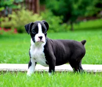 Disco , a male Boxer for sale in Shippensburg, PA – 1 of 10